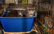 Several cats tightly crammed inside a dirty cage.
