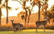 Deer gather in a field at sunset on Fripp Island, SC.