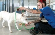 Rescuer Justine Hill works on leash training with a white dog named Gahee