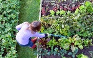 overhead view of a woman tending her garden