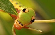 a green spicebush swallowtail caterpillar munches on a leaf