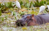 Hippo calf relaxing in the water with large white bird on its back