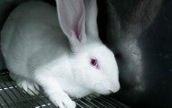 Photo of a test rabbit scared in its cage.