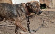 Photo of a dog with heavy chain at an alleged dogfighting operation.