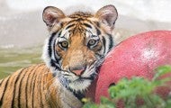 Photo of India the tiger playing in his pool with his red ball.