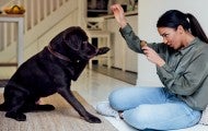 A woman trains her black lab who lifts his paw playfully for a shake