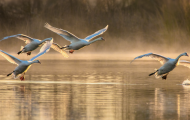 Young mute swans are practicing flying in the foggy winter morning.