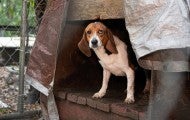 A beagle peers out from a kennel.