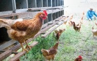 Photo of a hen in an free-range farm