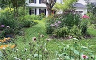 Photograph showing wildlife-friendly plantings in Janet and Jeff Crouch’s yard