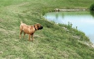 Mir the dog surveying a pond on a large property that is now his home.