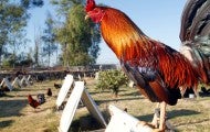 Roosters breed for cockfighting are in a backyard of a home