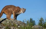 Mountain lion standing on a rock in Montana