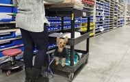 A woman pushes a cart through a warehouse. A small Yorkshire Terrier dog sits on the bottom shelf of the trolly, looking at the camera.