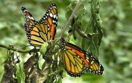 Monarch butterflies on plant stem