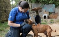 HSUS Animal Rescue team helping rescued dog at an alleged dog fighting operation