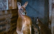 Kangaroo family found living together in a small enclosure at an unaccredited zoo outside Montreal