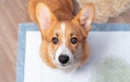 Small corgi looking at photographer on dirty house training pad