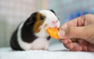Black white and brown guinea pig in a cage being fed a carrot 