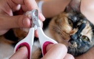 A calico cat calmly allows a person to trim its nails