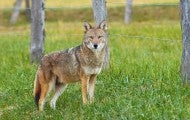 A coyote stands in a pield near a wooden fence