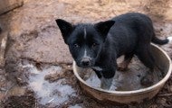 Sad dog standing in a dirty water bowl during New Mexico rescue