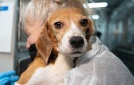 Rescuer holding a beagle rescued from Envigo RMS LLC facility in Cumberland, VA