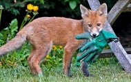 An adolescent fox, adaptive to almost any environment, plays with a gardening glove in the backyard