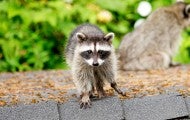 Two raccoons infiltrate the attic through the roof