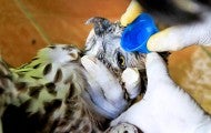 A raptor is cared for by a wildlife rehabilitator