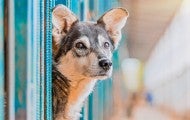 Dog in a local shelter looking for a home