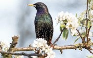 A starling, a bird that is invasive in the US, sits on a branch blooming with white spring blossoms