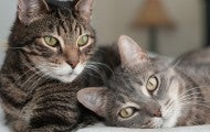 Two cats snuggle up to each other and one looks at the camera