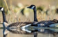 Canada geese swimming in water