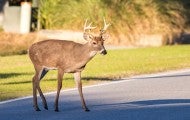 Deer in the road