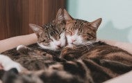 Two cats cuddling on a soft bed with their eyes closed