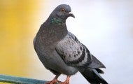 Pigeon on a metal fence