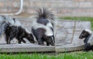 Three skunks on a porch