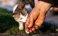 A hand holding dry cat food lures a small cat