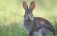 Brown rabbit in the grass