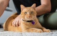 A man performs a home exam on his orange cat