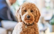 Golden doodle dog looking at the camera