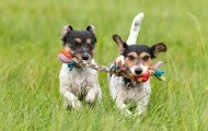 Two dogs play with the same rope toy