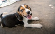 Beagle puppy lying on the floor