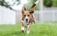 Teddy the beagle running