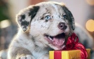 Cute puppy with a holiday gift