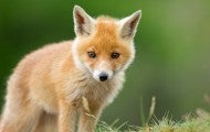 Cute young red fox