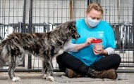 An HSUS volunteer feeds a rescue dog from a cannister of treats