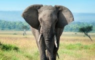 An elephant standing in an open grassland looks at the camera 