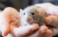 Person holding a cute pet rat